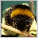 Bombus terrestris - Erdhummel koenigin 05.jpg
